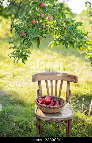 Apple Harvest. Rote Äpfel im Korb auf dunklem Holz Stuhl Reif auf grünem Gras. Apfelernte Stockfoto