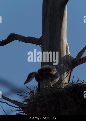 Diese wildlife Bild einer Great Blue Heron Junge war in zentralem Florida am Kreis B Bar finden in zentralem Florida genommen. Stockfoto