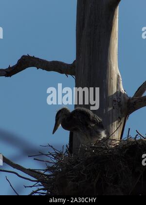 Diese wildlife Bild einer Great Blue Heron Junge war in zentralem Florida am Kreis B Bar finden in zentralem Florida genommen. Stockfoto