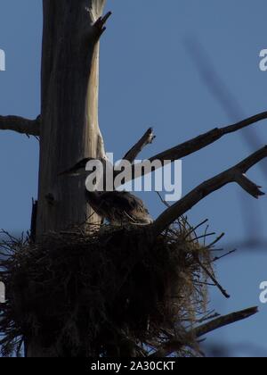 Diese wildlife Bild einer Great Blue Heron Junge war in zentralem Florida am Kreis B Bar finden in zentralem Florida genommen. Stockfoto
