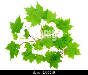 Junge ahorn Bäume mit Wurzeln auf weißem Hintergrund. Stockfoto