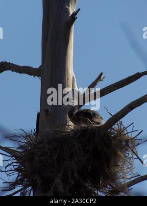 Diese wildlife Bild einer Great Blue Heron Junge war in zentralem Florida am Kreis B Bar finden in zentralem Florida genommen. Stockfoto