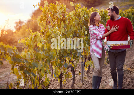 Weinberge im Herbst Ernte. Glückliches Paar Ernte der Trauben zusammen Stockfoto