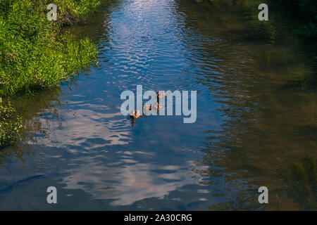Enten, die in den Datenstrom Stockfoto