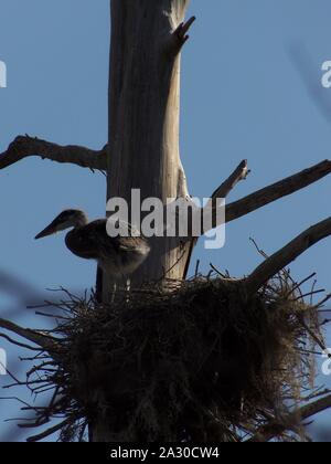 Diese wildlife Bild einer Great Blue Heron Junge war in zentralem Florida am Kreis B Bar finden in zentralem Florida genommen. Stockfoto