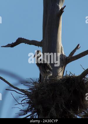 Diese wildlife Bild einer Great Blue Heron Junge war in zentralem Florida am Kreis B Bar finden in zentralem Florida genommen. Stockfoto