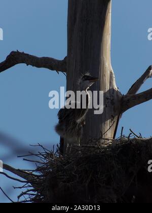 Diese wildlife Bild einer Great Blue Heron Junge war in zentralem Florida am Kreis B Bar finden in zentralem Florida genommen. Stockfoto