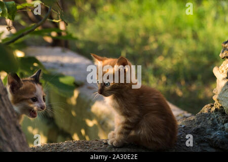 Einen Monat Jahr alten kleinen Ginger kitten sucht seine Geschwister auf Garten und mit warmen Sonnenuntergang beleuchtet. Stockfoto