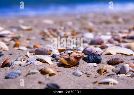 Die Küste ist mit verschiedenen schönen Muscheln und Meer auf dem Hintergrund sonniger Tag abgedeckt Stockfoto