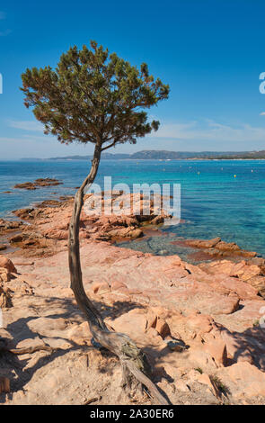 Die roten Felsen von Palombaggia Strand/Plage de Palombaggia, einem beliebten Scenic, klares Wasser, weißer Sandstrand, immergrüne Bäume im Südosten von Korsika Frankreich Stockfoto