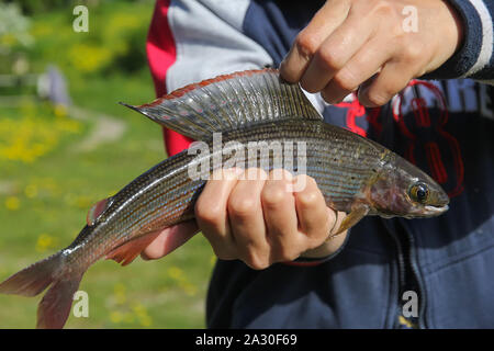 Äschen (Arctic char) in die Hände der Fischer closeup Stockfoto