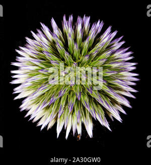 Echinops auf schwarzem Hintergrund Stockfoto