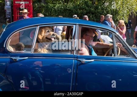 Ein Golden Retriever Hund auf dem Rücksitz eines klassischen Jaguar Auto des Bischofs Schloss Michaelmas Fair, Shropshire, England, Großbritannien Stockfoto