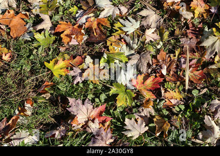 Herbst Ahorn Blätter liegen auf den Wald Stockfoto
