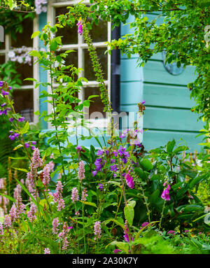 Garten Blumen, Persicaria Knöterich, Campanula Glockenblumen und Fingerhut Digitalis blühen Wachsen im Garten mit blauem Holz und Glas Garten buildi Stockfoto