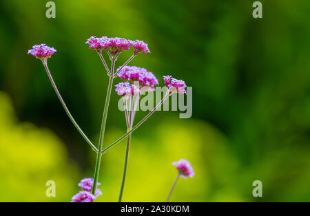 Verbena bonariensis Purpletop vervain Blume, mit Grün Gelb Hintergrund verschwommen. Sommer in der Irischen Garten. Natur Hintergrund Stockfoto