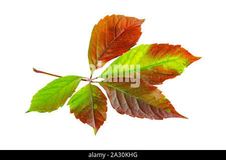 Herbst Herbst Blatt der Jungfrau Efeu oder Virginia Creeper isoliert auf weißem Stockfoto