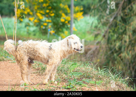 Der weisse Hund ist verschmutzt stehend auf dem Boden mit Gras Hintergrund verschwommen Bäume. Stockfoto