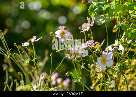 Japanische Anemone, Blüten und Knospen, Anemone hupehensis var. Japonica. Sommer Garten in Irland. Bokeh mit weißen, rosa Blüten mit gelben Staubgefäßen Stockfoto