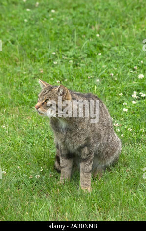 WILD CAT (Schottische) Felix Abies Stockfoto