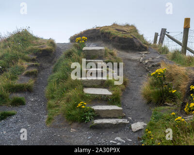 Pflanzen wachsen auf einer Klippe, Cliffs of Moher, Lahinch, County Clare, Irland Stockfoto