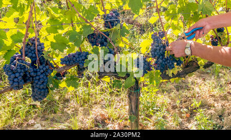 Landwirtschaftliche Arbeitnehmer Kürzungen ein Bündel schwarzen Trauben im Weinberg während der Ernte Stockfoto