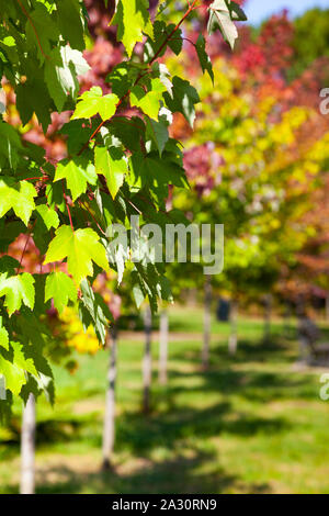 Gasse mit jungen Ahorn mit bunten Blättern. Herbst Park an einem sonnigen Tag. Stockfoto