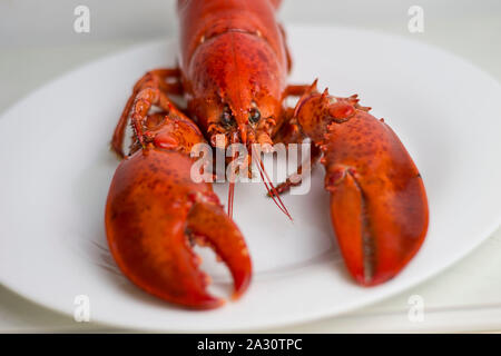 Ganze Red Lobster bereit zu essen. Stockfoto