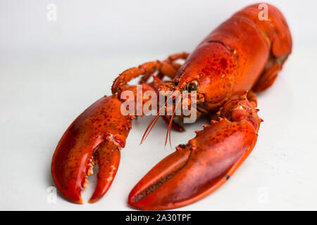 Ganze Red Lobster bereit zu essen. Stockfoto