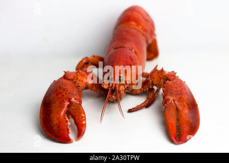 Ganze Red Lobster bereit zu essen. Stockfoto