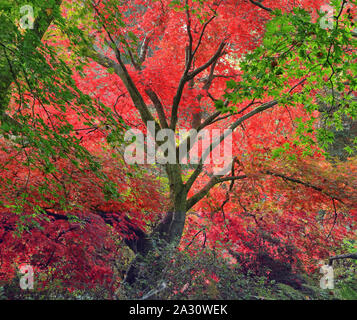 Ahorn Baum im Herbst Farben in einem englischen Woodland Stockfoto