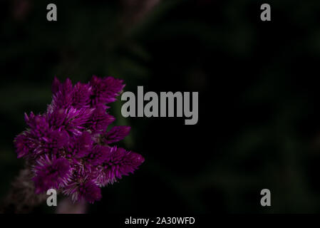Rosa celosia argentea Blume, die gemeinhin als die gefiederten Cockscomb oder silber Hahn Kamm voller Blüte in der Natur Garten bekannt. Schärfe und Unschärfe. Stockfoto