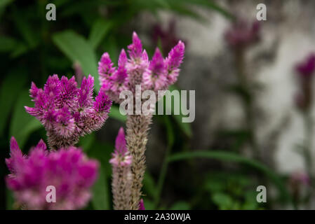 Rosa celosia argentea Blume, die gemeinhin als die gefiederten Cockscomb oder silber Hahn Kamm voller Blüte in der Natur Garten bekannt. Schärfe und Unschärfe. Stockfoto