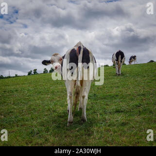 Wissbegierig, neugierig Holstein friesische Milchkühe, die Beweidung von Ackerland, Cornwall Stockfoto