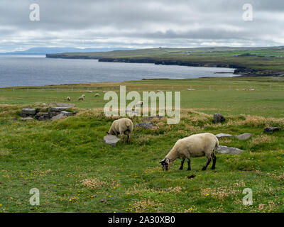 Herde Schafe weiden in einem Feld, Downpatrick Kopf, Killala, County Mayo, Irland Stockfoto