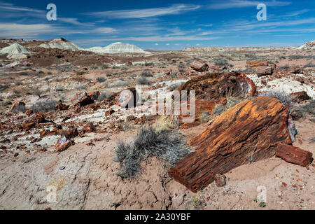 Groß und reichlich Stück versteinertes Holz durch die Wüste Fußboden im Jasper Forest verstreut. Petrified Forest National Park, Arizona Stockfoto