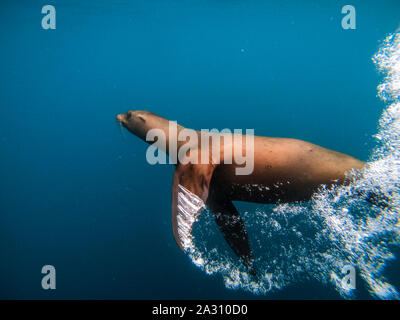 In der Nähe von Sea Lion auf den Kanalinseln, Kalifornien, USA Stockfoto