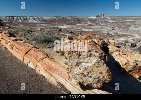 Eine Landschaft im Crystal Forest Anzeige unendliche Proben von versteinertem Holz entlang der Strecke. Petrified Forest National Park, Arizona Stockfoto