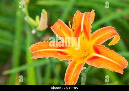 Genießbare orange Daylily (Hemerocallis sp.) aka goldenen Nadeln, Blumen Plantage, Blüte Jahreszeit, Chikeshang, Yuli Township, Hualien County, Taiwan Stockfoto