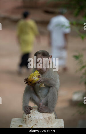 Kleiner Affe sitzt auf einem konkreten pole Füttern, Essen eine Birne und auf seine Früchte auf einem leicht bewölkten Tag, in einem Tempel in Indien - Tiruvannam Stockfoto