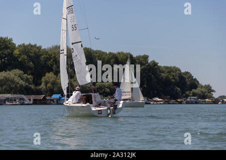 Belgrad, Serbien, 18. August 2019: drei Mannschaften in der Klasse Micro Segelregatta auf dem Fluss Sava konkurrierenden Stockfoto