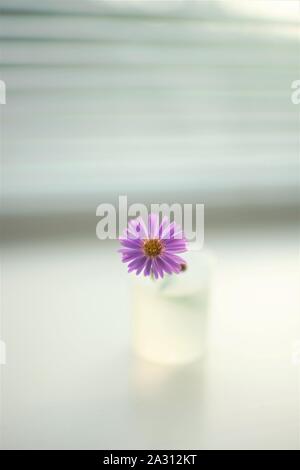 Zarte kleine lila Blumen in einer Vase auf einem leicht verschwommenen Fensterbänke Stockfoto