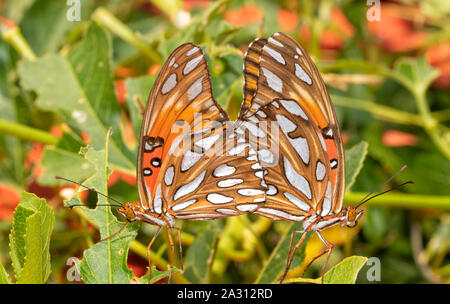 Golf Fritillary Schmetterlinge paaren auf Leidenschaft Weinblätter Stockfoto