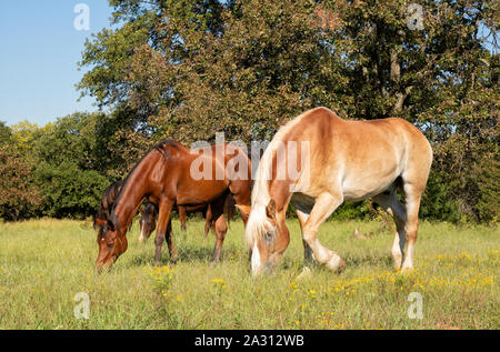 Kleine Herde Pferde grasen auf einer sonnigen Herbst Weide Stockfoto