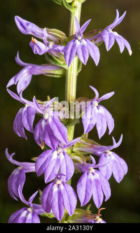 Ende Sommer und im Herbst blühenden Lavendel-blau Blumen der Große Blaue Lobelia, Lobelia siphilitica Kolibris anziehen Stockfoto