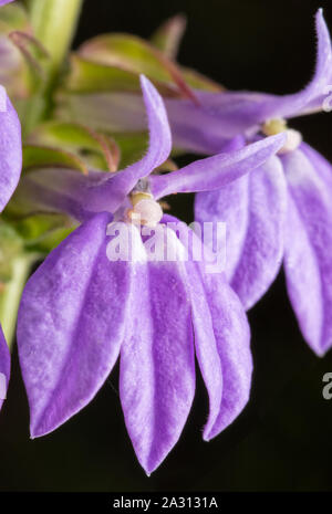 Nahaufnahme von Lavendel-blau Blumen der Große Blaue Lobelia Stockfoto