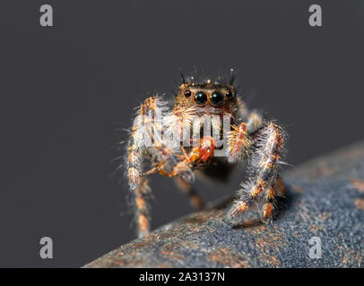 Winzige early instar der Phidippus Audax, Fett Jumping Spider, Essen einen Fehler beim Sitzen auf einem Metallstab Stockfoto