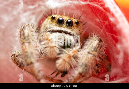 Extreme Nahaufnahme von einem schönen erwachsenen weiblichen Phidippus clarus jumping Spider peeking aus Ihrem silken Nest auf einem roten Regenmesser Stockfoto