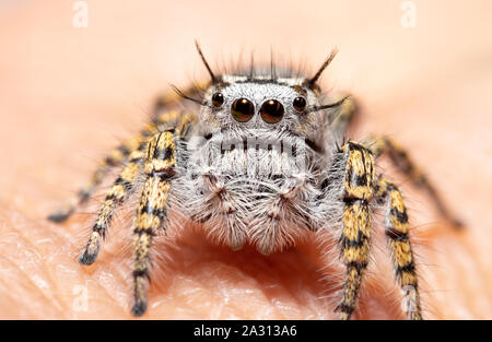 Weibliche Phidippus mystaceus jumping Spider sitzt auf einem menschlichen Finger Stockfoto
