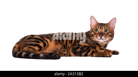 Portrait von Bengal Katze, auf weißem Hintergrund Stockfoto